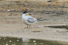 Yellow-billed Tern